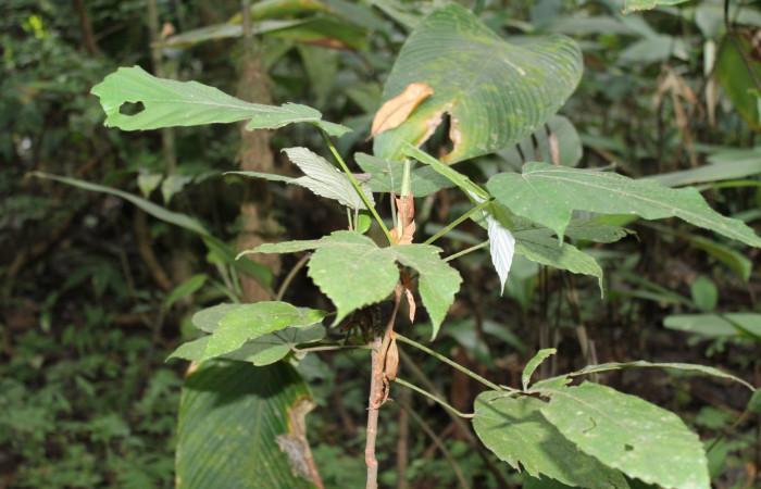 Figura 12. Planta hospedera de <i>Tigridia</i></i> acestaDHJ03 ,Planta <i>Pourouma bicolor</i></i> (Urticaceae).