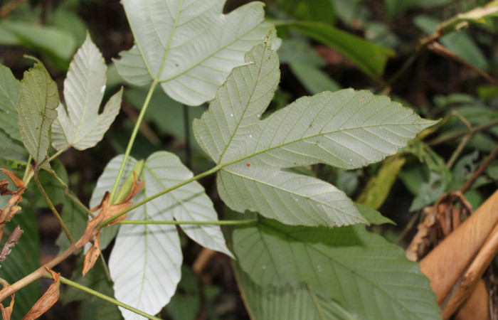 Figura 13. Planta hospedera de <i>Tigridia</i></i> acestaDHJ03 ,Planta <i>Pourouma bicolor</i></i> (Urticaceae).