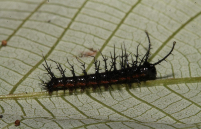 Figura 5. Larva en tercer estadio <i>Tigridia</i></i> acestaDHJ03 (Nymphalidae) alimentándose en </i>Pourouma bicolor</i> (Urticaceae) posición lateral (14-SRNP-44556-DHJ724259.JPG) 27 Octubre 2014, Sendero Venado  (elevación 420 metros) margen del camino.