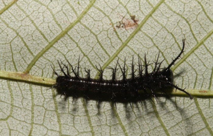 Figura 6. Larva en tercer estadio <i>Tigridia</i></i> acestaDHJ03 (Nymphalidae) alimentándose en <i>Pourouma bicolor</i></i> (Urticaceae) posición dorso (14-SRNP-44556-DHJ724260.JPG) 27 Octubre 2014, Sendero Venado  (elevación 420 metros) margen del camino.