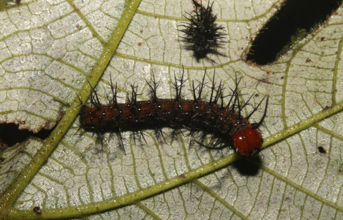 Figura 7. Larva en cuarto estadio <i>Tigridia</i></i> acestaDHJ03 (Nymphalidae) alimentándose en <i>Pourouma bicolor</i></i> (Urticaceae) posición dorso (14-SRNP-44556-DHJ724289.JPG) 5 Noviembre 2014, Sendero Venado  (elevación 420 metros) margen del camino.