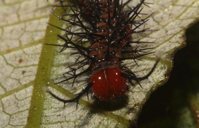 Figura 8. Larva en cuarto estadio <i>Tigridia</i></i> acestaDHJ03 (Nymphalidae) alimentándose en <i>Pourouma bicolor</i></i> (Urticaceae) posición cabeza (14-SRNP-44556-DHJ724293.JPG) 5 Noviembre 2014, Sendero Venado  (elevación 420 metros) margen del camino.