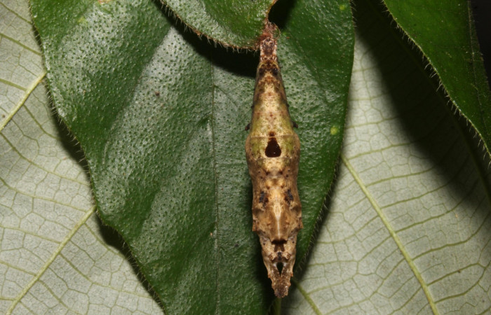Figura 9. Pupa <i>Tigridia</i></i> acestaDHJ03 (Nymphalidae) en esta estadio no se (14-SRNP-44556-DHJ724316.JPG) 13 noviembre 2014, Sendero venado (elevación 420 metros) margen del camino.