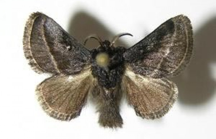 Figura 10. Adulto de <i>Epiperola vaferella</i></i>, (Limacodidae), posición vista dorsal (Macho). (05-SRNP-40445-DHJ337238.jpg).