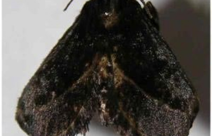 Figura 11. Adulto de <i>Epiperola vaferella</i></i>, (Limacodidae), posición vista ventral (Hembra). (06-SRNP-2065-DHJ367939.jpg).