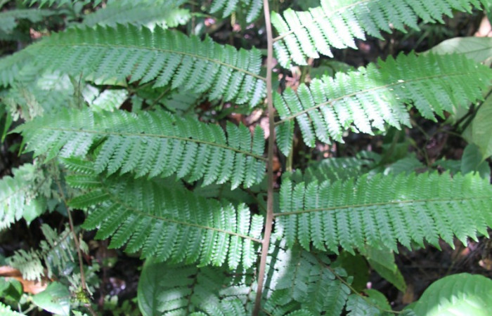 Figura 12. Planta hospedera de <i>Epiperola vaferella</i></i>, (Limacodidae), Planta <i>Alsophila firma</i></i>, (Cyatheaceae). Foto. Anabelle Córdoba 6 setiembre 2012.