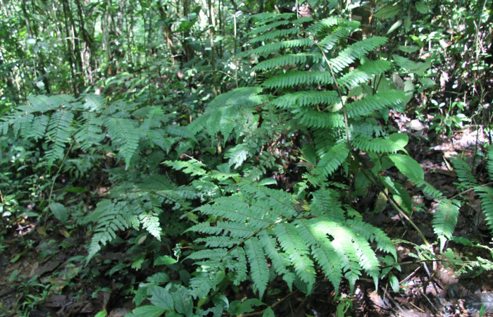 Figura 13. Planta hospedera de <i>Epiperola vaferella</i></i>, (Limacodidae), Planta <i>Alsophila firma</i></i>, (Cyatheaceae). Foto. Anabelle Córdoba 6 setiembre 2012.