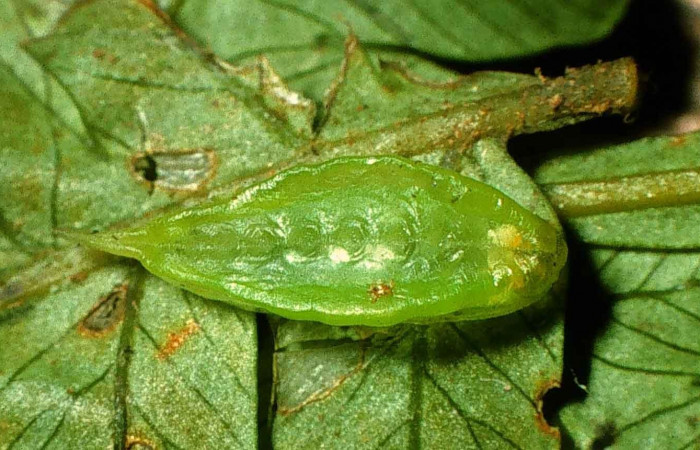 Figura 1. Larva en tercer estadio <i>Epiperola vaferella</i></i>, (Limacodidae), parasitada de <i>Triraphis</i></i> Janzen03 de la familia (Braconidae)  , posición dorsal, Sector San Cristóbal, Sendero Carmona, (elevación 670 metros). 19 enero 1)998. (98-SRNP-6109-DHJ45732.jpg).  
