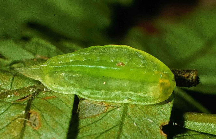 Figura 2. Larva en tercer estadio <i>Epiperola vaferella</i></i>, (Limacodidae), parasitada de <i>Triraphis</i></i> Janzen03 de la familia (Braconidae)  , posición lateral, Sector San Cristóbal, Sendero Carmona, (elevación 670 metros). 19 enero 1)998. (98-SRNP-6109-DHJ45734.jpg). 
