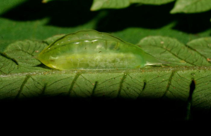Figura 3. Larva en cuarto estadio <i>Epiperola vaferella</i></i>, (Limacodidae), alimentándose en <i>Alsophila firma</i></i> (Cyatheaceae), posición lateral, Sector Pitilla, Ingas, (elevación 580 metros). 4 febrero 2008. (08-SRNP-30356-DHJ438437.jpg).  