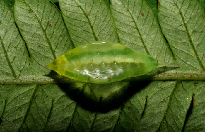 Figura 4. Larva en cuarto estadio <i>Epiperola vaferella</i></i>, (Limacodidae), alimentándose en <i>Alsophila firma</i></i> (Cyatheaceae), posición dorsal, Sector Pitilla, Ingas, (elevación 580 metros). 4 febrero 2008. (08-SRNP-30356-DHJ438439.jpg).  