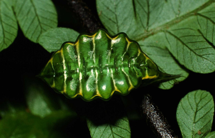 Figura 5. Larva en último estadio <i>Epiperola vaferella</i></i>, (Limacodidae), alimentándose en <i>Alsophila firma</i></i> (Cyatheaceae), posición dorsal, Sector San Cristobal, Quebrada San Francisco, (elevación 690 metros). 26 febrero 2001. (01-SRNP-374-DHJ63032.jpg).  