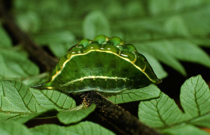 Figura 6. Larva en último estadio <i>Epiperola vaferella</i></i>, (Limacodidae), alimentándose en <i>Alsophila firma</i></i> (Cyatheaceae), posición lateral, Sector San Cristobal, Quebrada San Francisco, (elevación 690 metros). 26 febrero 2001. (01-SRNP-374-DHJ63036.jpg).  
