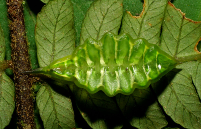 Figura 7. Larva en último estadio <i>Epiperola vaferella</i></i>, (Limacodidae), alimentándose en <i>Alsophila firma</i></i> (Cyatheaceae), posición dorsal, Sector Pitilla, Ingas, (elevación 580 metros). 4 febrero 2008. (08-SRNP-30350-DHJ438430.jpg).  