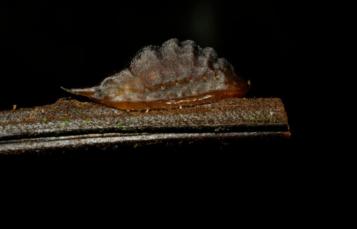Figura 8. Prepupa <i>Epiperola vaferella</i></i>, (Limacodidae), alimentándose en <i>Alsophila firma</i></i> (Cyatheaceae), posición lateral, Sector Pitilla, Sendero Mismo, (elevación 680 metros). 2 abril 2008. (08-SRNP-30752-DHJ438664.jpg).  