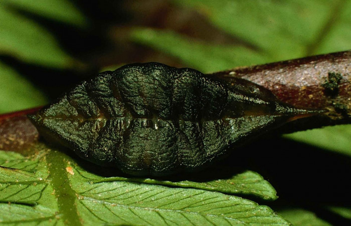 Figura 9. Prepupa <i>Epiperola vaferella</i></i>, (Limacodidae), alimentándose en <i>Alsophila firma</i></i> (Cyatheaceae), posición dorsal, Sector San Cristobal, Sendero Carmona, (elevación 670 metros). 19 enero 1998. (98-SRNP-6113-DHJ45740.jpg).  