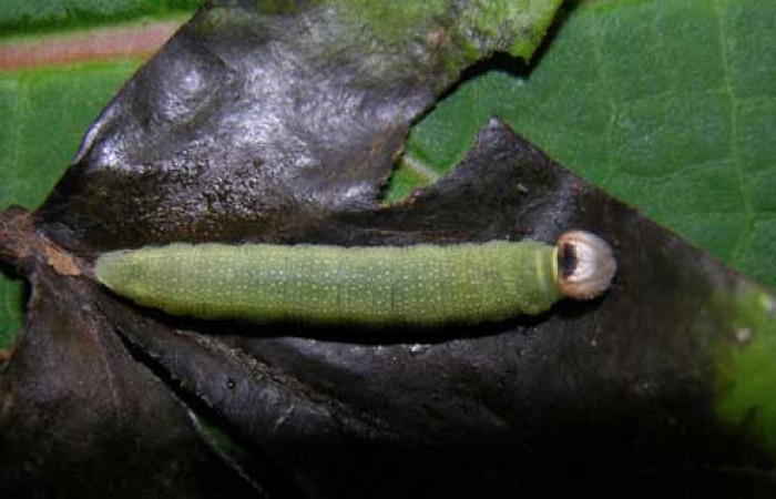  Larva en posición dorsal de <i>Helias cama</i></i> (Hesperiidae), U estadio. Sector Pitilla, Pasmompa. Voucher 05-SRNP-30170-DHJ405596.jpg.