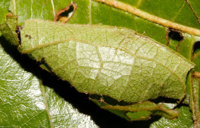  Casita de <i>Chiomara georgina</i></i> (Hesperiidae), PU estadio. Sector Rincon Rain Forest, Estación Wege. Voucher 15-SRNP-26638-DHJ730315.jpg.