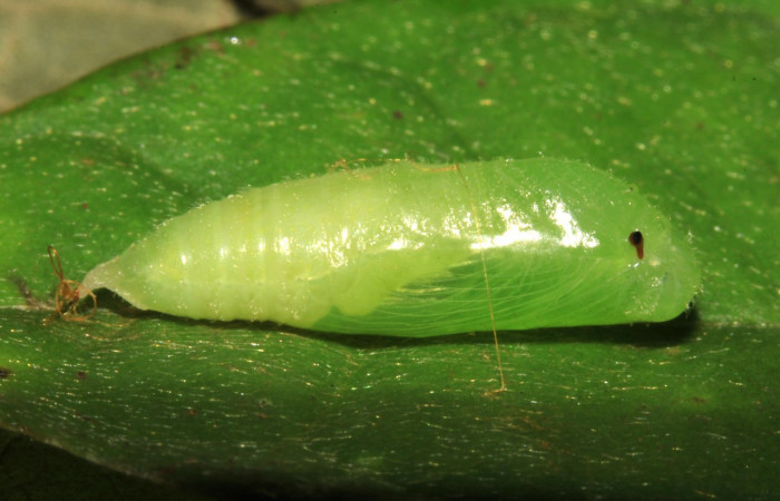  Pupa en posición lateral de <i>Helias cama</i></i> (Hesperiidae). SectorPitilla, Pasmompa. Voucher 15-SRNP-30263-DHJ721704.jpg.
