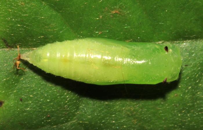  Pupa en posición dorsal de <i>Helias cama</i></i> (Hesperiidae). SectorPitilla, Pasmompa. Voucher 15-SRNP-30263-DHJ721705.jpg.