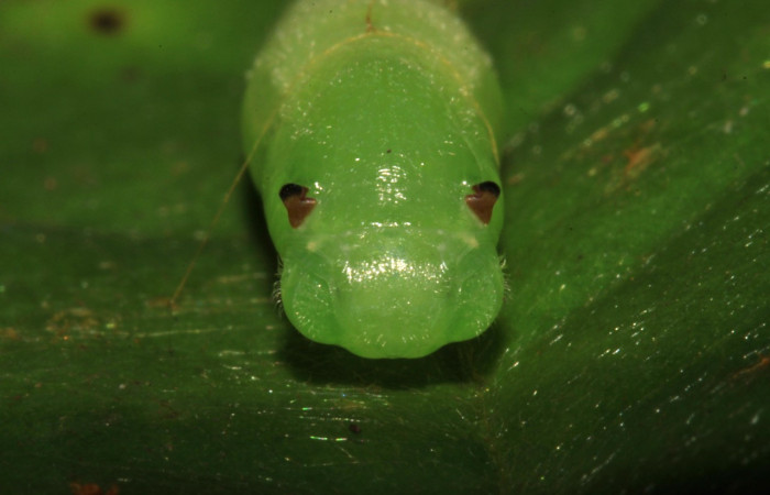  Pupa en posición frontal de <i>Helias cama</i></i> (Hesperiidae). SectorPitilla, Pasmompa. Voucher 15-SRNP-30263-DHJ721707.jpg.