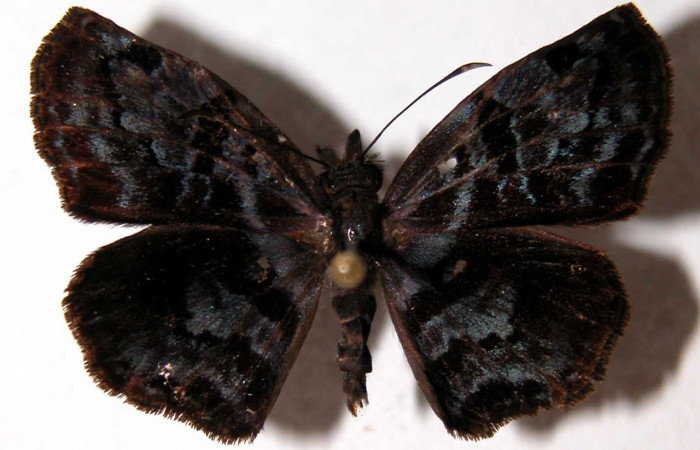  Adulto macho en posición dorsal de <i>Helias cama</i></i> (Hesperiidae).  Sector El Hacha, Sendero Tigre. Voucher  01-SRNP-9588-DHJ90096.