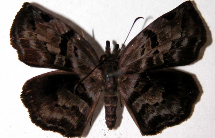  Adulto hembra en posición dorsal de <i>Helias cama</i></i> (Hesperiidae).  Sector Del Oro, Aceituno. Voucher  02-SRNP-15049-DHJ90098.