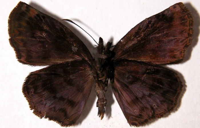  Adulto macho en posición ventral de <i>Helias cama</i></i> (Hesperiidae).  Sector El Hacha, Sendero Tigre. Voucher  01-SRNP-9588-DHJ90097.