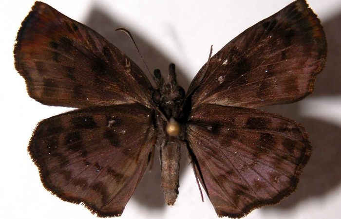  Adulto hembra en posición Ventral de <i>Helias cama</i></i> (Hesperiidae).  Sector Del Oro, Aceituno. Voucher  02-SRNP-15049-DHJ90099.