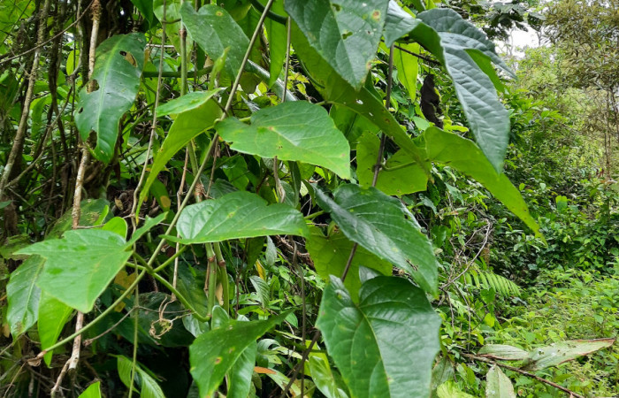  Bejuco de <i>Stigmaphyllon lindenianum</i></i> (Malpighiaceae), planta hospedera de <i>Helias cama</i></i> (Hesperiidae). Sector San Cristóbal, Río Blanco Abajo. Foto, Elda Araya. 22 Febrero 2021 
