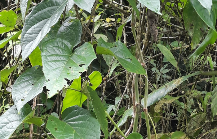  Bejuco de <i>Stigmaphyllon lindenianum</i></i> (Malpighiaceae), planta hospedera de <i>Helias cama</i></i> (Hesperiidae). Sector San Cristóbal, Río Blanco Abajo. Foto, Elda Araya. 22 Febrero 2021 
