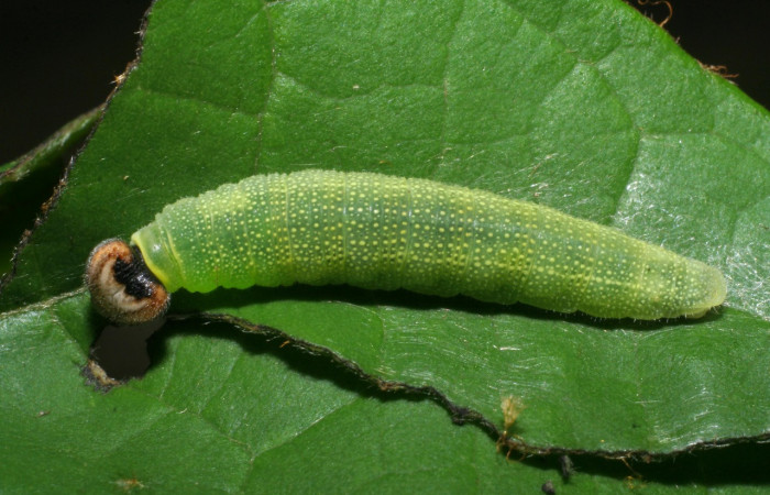  Larva en posición dorsal de <i>Helias cama</i></i> (Hesperiidae), PU estadio. Sector San Cristóbal, Sendero Huerta. Voucher 08-SRNP-4743-DHJ437645.jpg.