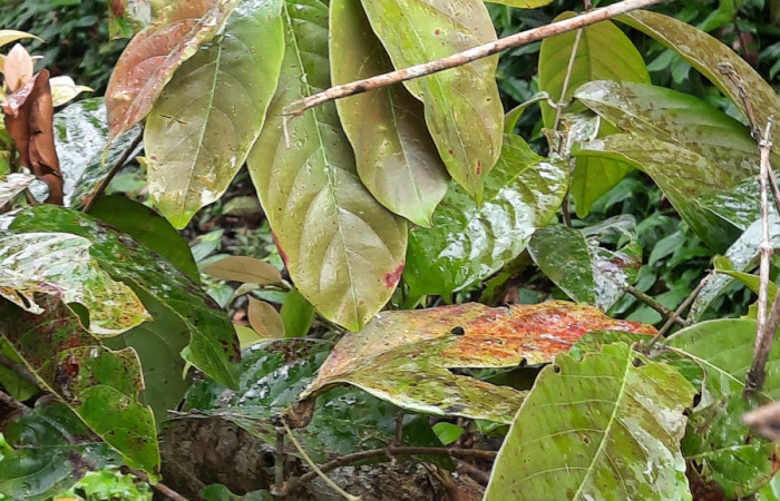  Bejuco de <i>Hiraea reclinata</i></i> (Malpighiaceae), planta hospedera de <i>Helias cama</i></i> (Hesperiidae). Sector San Cristóbal, Río Blanco Abajo. Foto, Elda Araya. 22 Febrero 2021 
