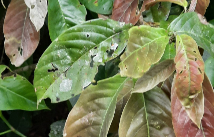  Bejuco de <i>Hiraea reclinata</i></i> (Malpighiaceae), planta hospedera de <i>Helias cama</i></i> (Hesperiidae). Sector San Cristóbal, Río Blanco Abajo. Foto, Elda Araya. 22 Febrero 2021 
