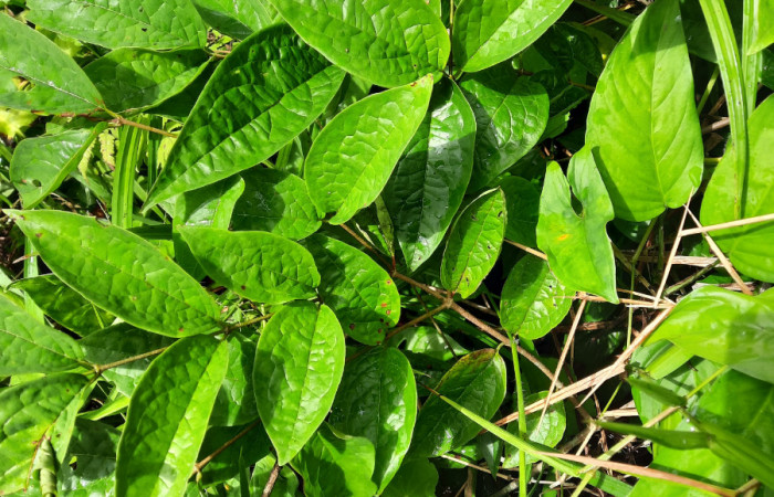  Bejuco de <i>Heteropterys panamensis</i></i> (Malpighiaceae), planta hospedera de <i>Helias cama</i></i> (Hesperiidae). Sector San Cristóbal, Río Blanco Abajo. Foto, Elda Araya. 22 Febrero 2021 
