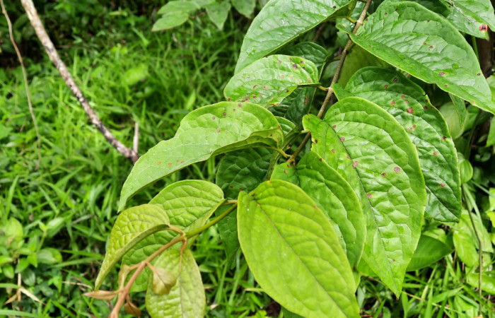  Bejuco de <i>Heteropterys panamensis</i></i> (Malpighiaceae), planta hospedera de <i>Helias cama</i></i> (Hesperiidae). Sector San Cristóbal, Río Blanco Abajo. Foto, Elda Araya. 22 Febrero 2021 
