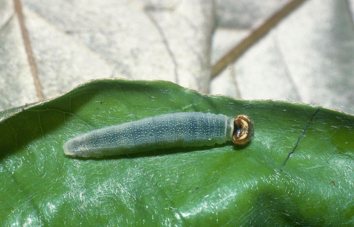  Larva en posición dorsal de <i>Gorgythion begga pyralina</i></i> (Hesperiidae), PU estadio. Sector Pitilla, Pasmompa. Voucher 04-SRNP-31497-DHJ82495.jpg.