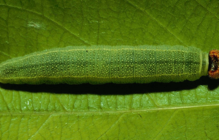  Larva en posición dorsal de <i>Chiomara georgina</i></i> (Hesperiidae), PU estadio. Sector Santa Rosa, Quebrada Costa Rica. Voucher 92-SRNP-2866-DHJ15623.jpg.