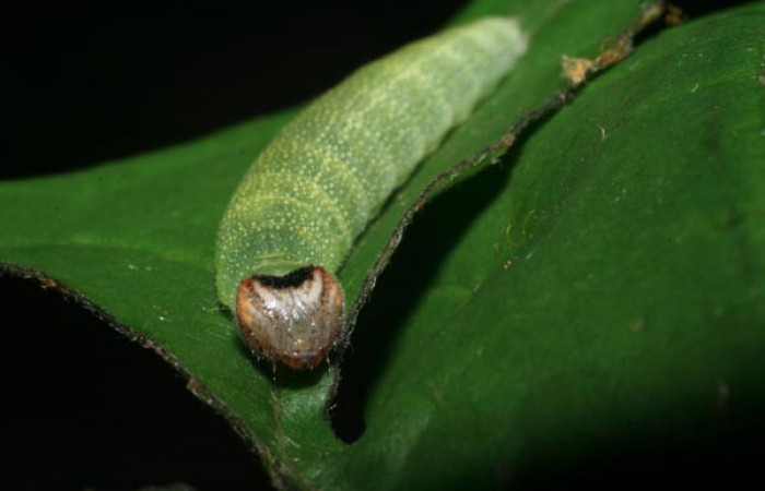  Cabeza en posición frontal de <i>Helias cama</i></i> (Hesperiidae), U estadio. Sector San Cristóbal, Sendero Huerta. Voucher 08-SRNP-4743-DHJ437647.jpg.