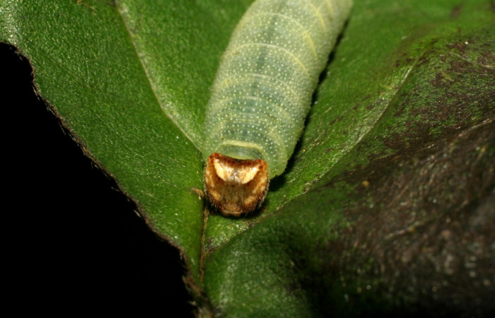  Cabeza en posición frontal de <i>Gorgythion begga pyralina</i></i> (Hesperiidae), U estadio. Sector San Cristóbal, Puenta Palma. Voucher 07-SRNP-248-DHJ418286.jpg.
