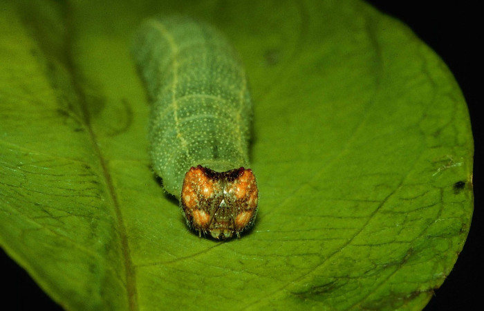  Cabeza en posición frontal de <i>Chiomara georgina</i></i> (Hesperiidae), U estadio. Sector Santa Rosa, Quebrada Costa Rica. Voucher 92-SRNP-2866-DHJ15618.jpg.