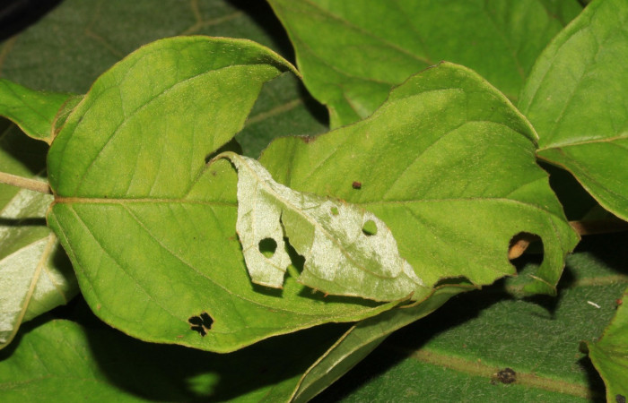  Casita de <i>Helias cama</i></i> (Hesperiidae), U estadio. Sector Pitilla, Pasmompa. Voucher 15-SRNP-30263-DHJ721637.jpg.