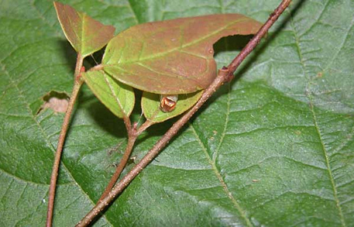 Casita de <i>Gorgythion begga pyralina</i></i> (Hesperiidae), U estadio. Sector Pitilla, Pasmompa. Voucher 03-SRNP-21349-DHJ91089.jpg.