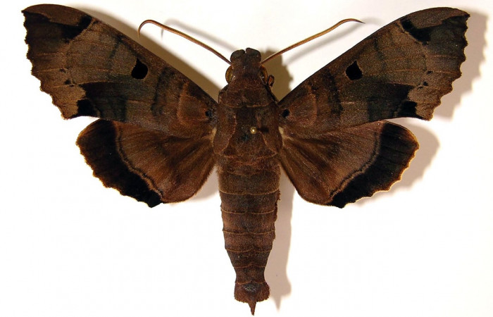 Figura 9. Adulto macho de <i>Kloneus babayaga</i></i> (Sphingidae) vista dorsal. Voucher 04-SRNP-2375-DHJ95114.