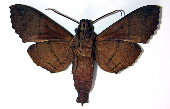 Figura 10. Adulto macho de <i>Kloneus babayaga</i></i> (Sphingidae) vista ventral. Voucher 04-SRNP-2375-DHJ95115
