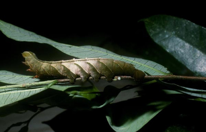 Figura 3. <i>Kloneus babayaga</i></i> (Sphingidae) último estadio posición lateral, Sector San Cristóbal, Río Blanco Abajo. Voucher 04-SRNP-60316-DHJ87590.jpg.