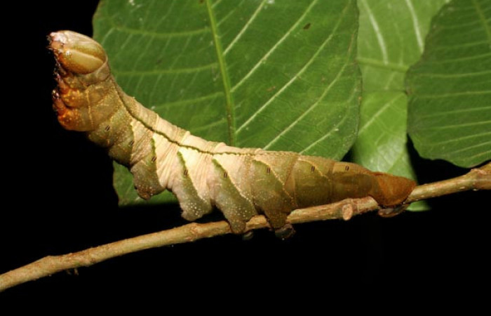 Figura 1. <i>Kloneus babayaga</i></i> (Sphingidae) último estadio posición lateral, Sector San Cristóbal, Tajo Angeles. Voucher 07-SRNP-1116-DHJ419482.jpg.
