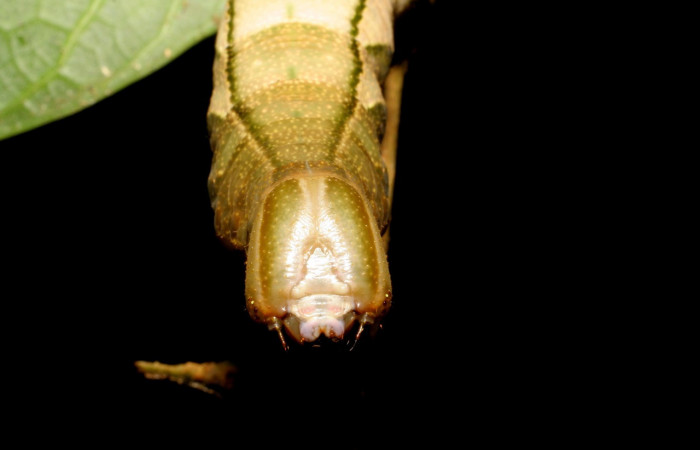 Figura 4. <i>Kloneus babayaga</i></i> (Sphingidae) último estadio posición frontal, Sector San Cristóbal, Tajo Angeles. Voucher 07-SRNP-1116-DHJ419487.jpg.
