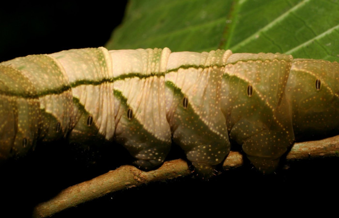 Figura 6. <i>Kloneus babayaga</i></i> (Sphingidae) último estadio posición lateral, Sector San Cristóbal, Tajo Angeles. Voucher 07-SRNP-1116-DHJ419489.jpg.