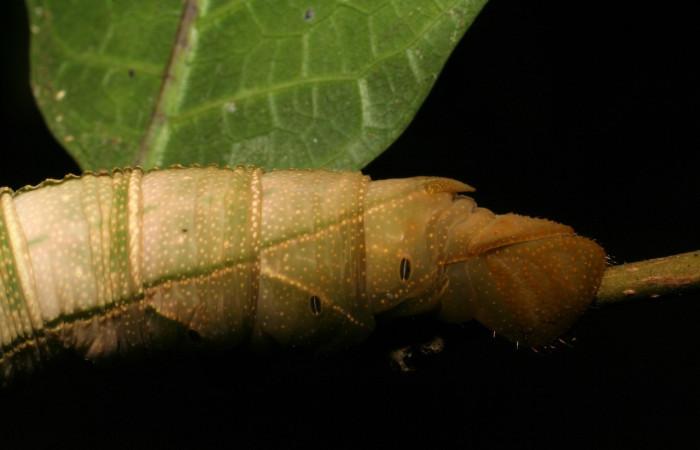 Figura 5. <i>Kloneus babayaga</i></i> (Sphingidae) último estadio vista trasera, Sector San Cristóbal, Tajo Angeles. Voucher 07-SRNP-1116-DHJ419490.jpg.